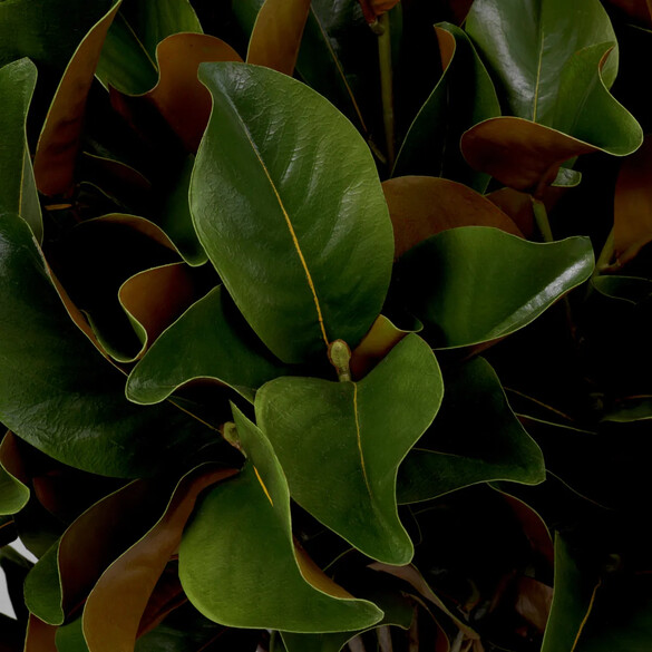 EICHHOLTZ Bundle of Magnolia leaves Kunstblumenstrau 24 Stck, Grn- & Brauntne