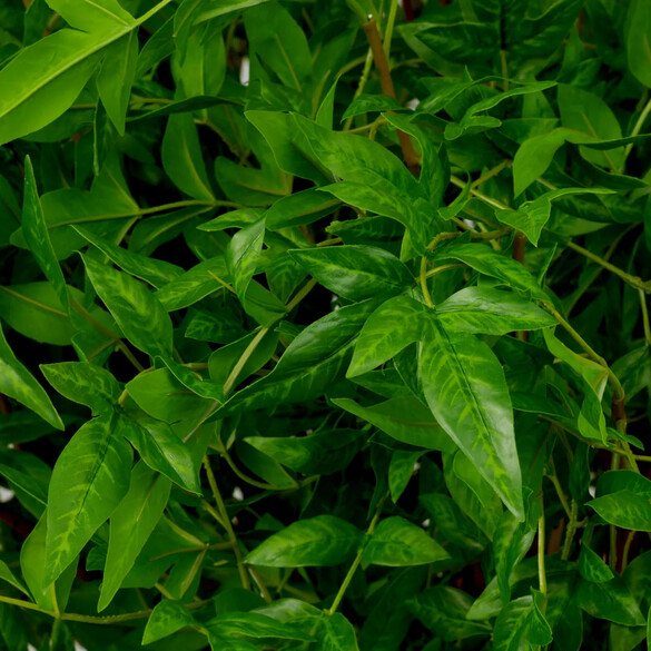 EICHHOLTZ Bundle of Tender leaves Kunstblumenstrau 36 Stck, Grntne